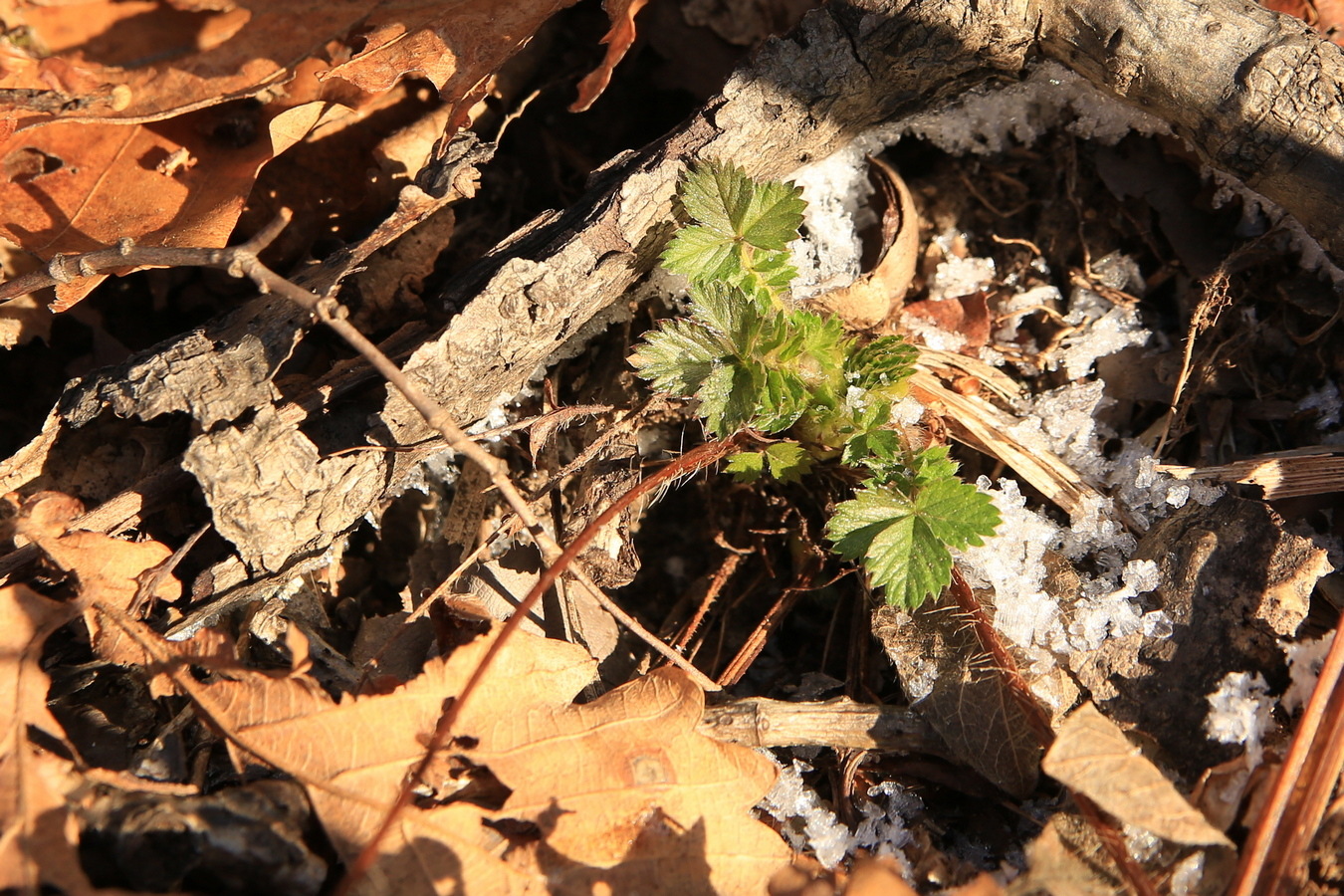 Изображение особи Potentilla fragarioides.