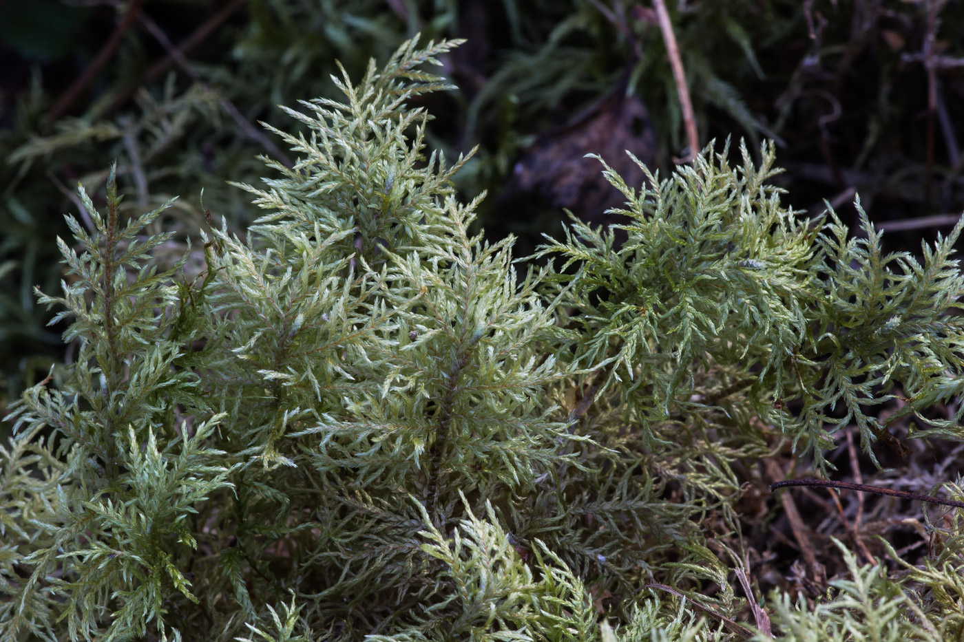 Изображение особи Hylocomium splendens.