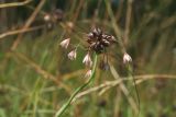 Allium oleraceum. Верхушка побега с соцветием с цветками и выводковыми луковичками. Санкт-Петербург, Дудергофские высоты, Театральная долина, луг на склоне южной экспозиции. 28.07.2019.