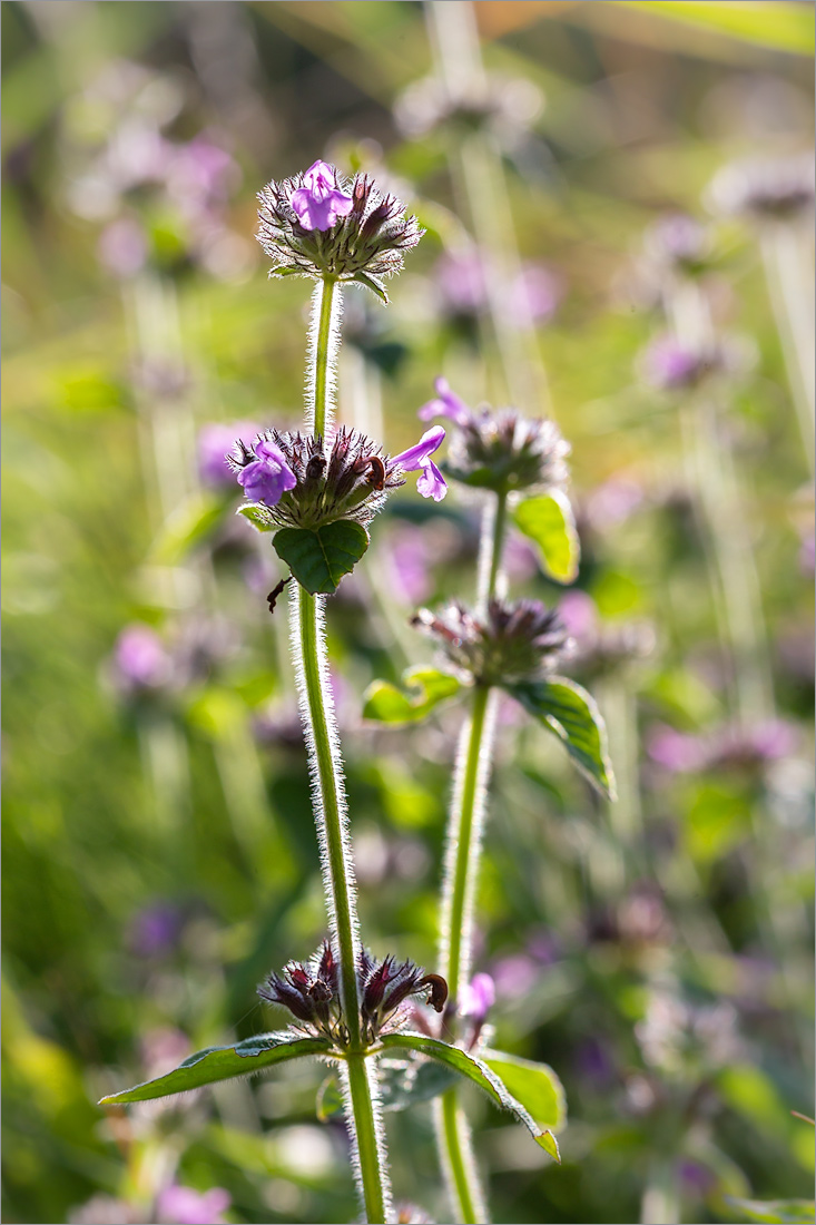 Изображение особи Clinopodium vulgare.