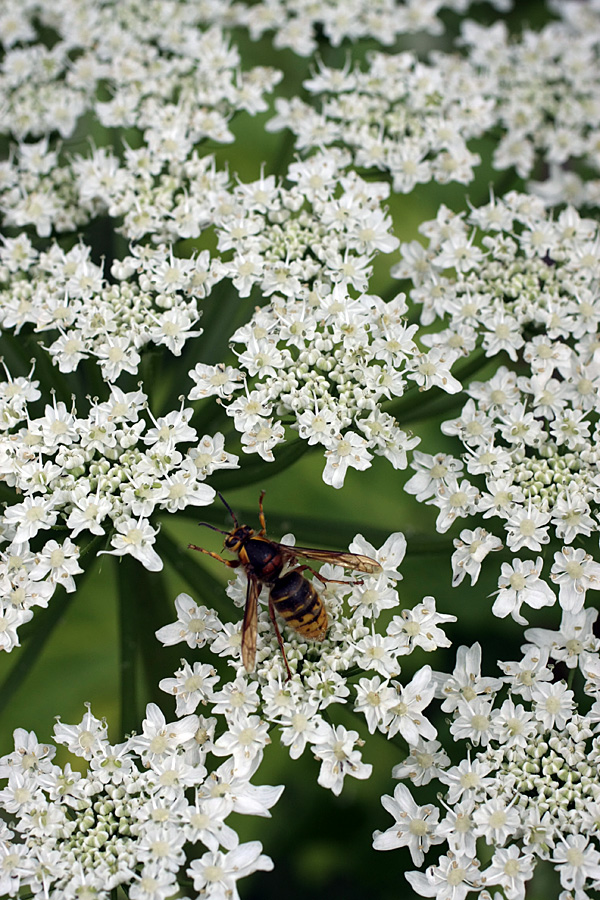 Изображение особи Heracleum sosnowskyi.