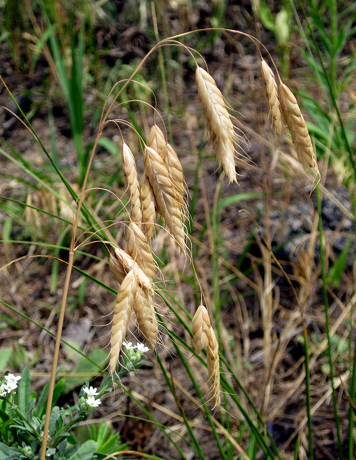 Image of Bromus squarrosus specimen.