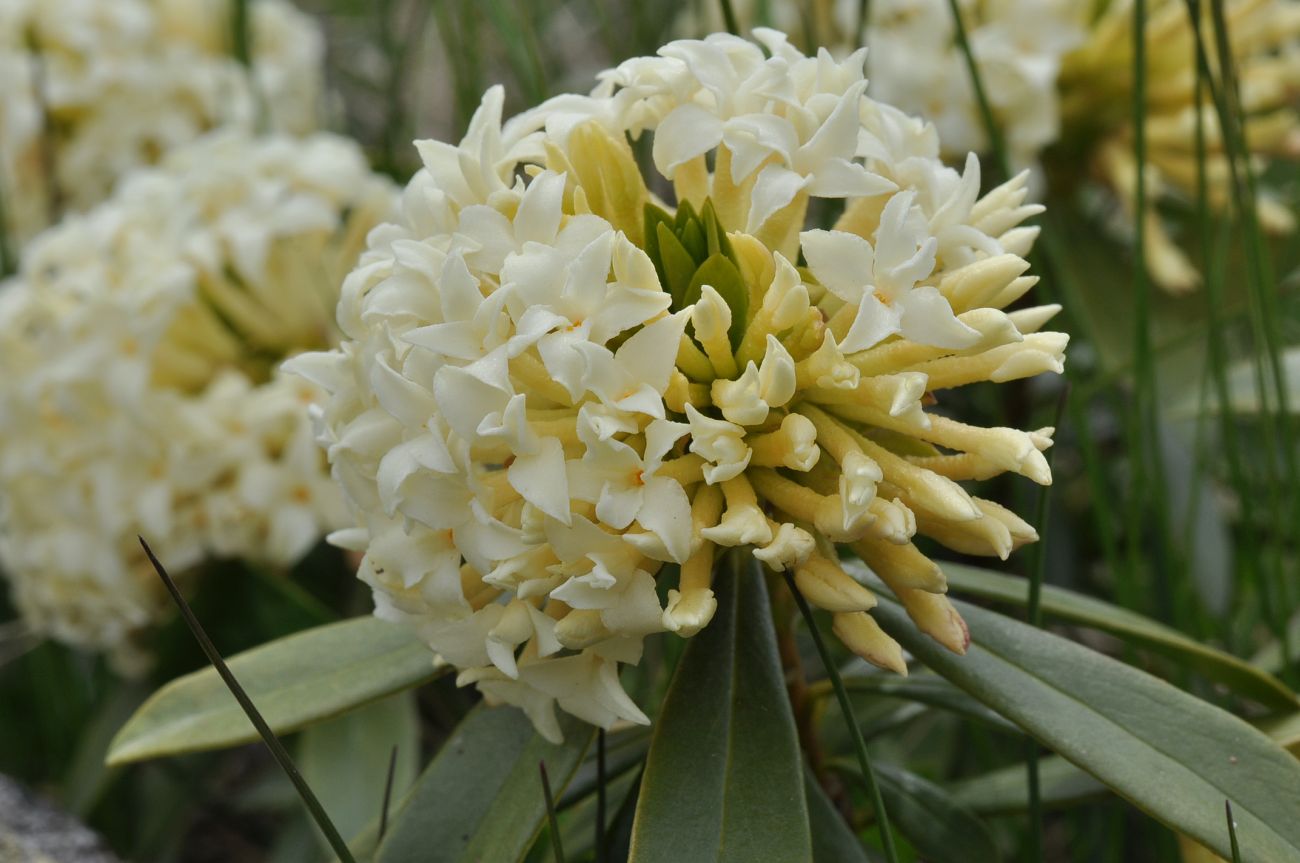 Image of Daphne glomerata specimen.