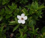 семейство Rosaceae. Ветвь с цветком. Грузия, Самцхе-Джавахети, окр. села Тмогви, подножие Джавахетского нагорья. 03.05.2019.