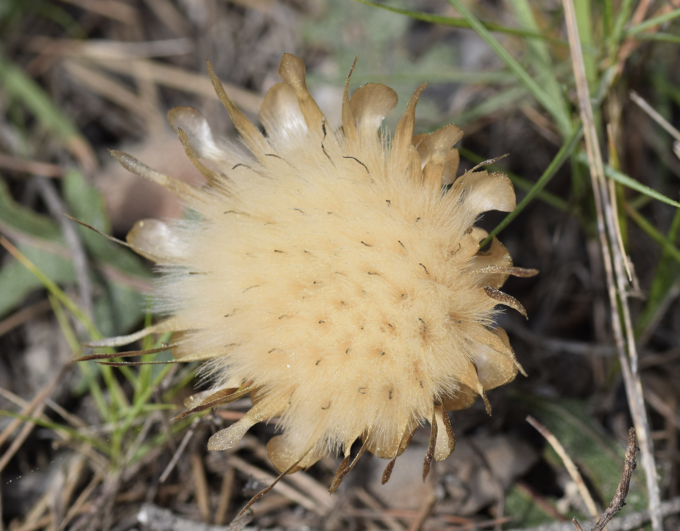 Image of Rhaponticum coniferum specimen.