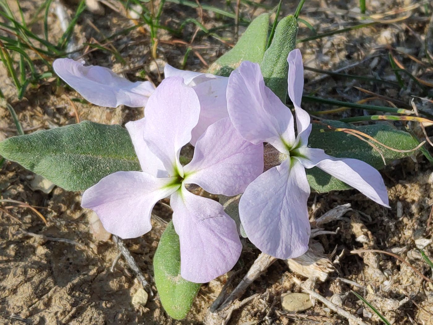 Image of Matthiola bucharica specimen.