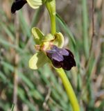 Ophrys fusca ssp. iricolor