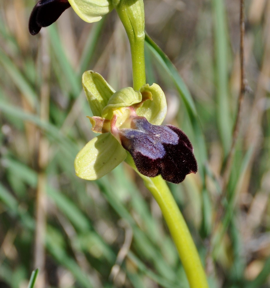 Image of Ophrys fusca ssp. iricolor specimen.