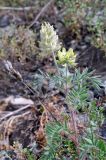 Oxytropis pilosa