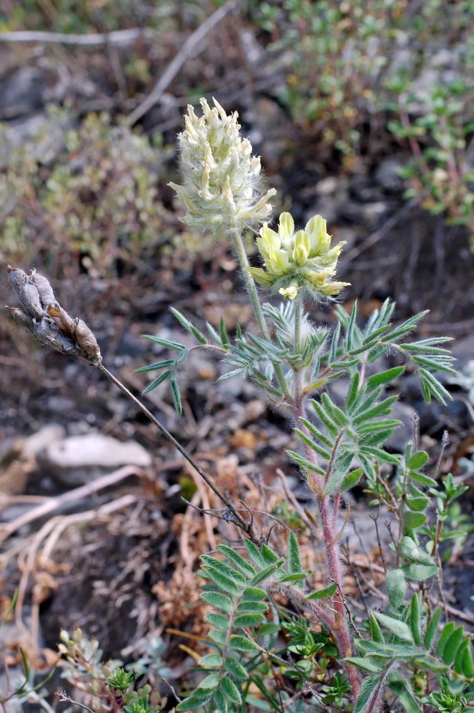 Image of Oxytropis pilosa specimen.