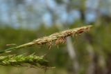 Carex sylvatica