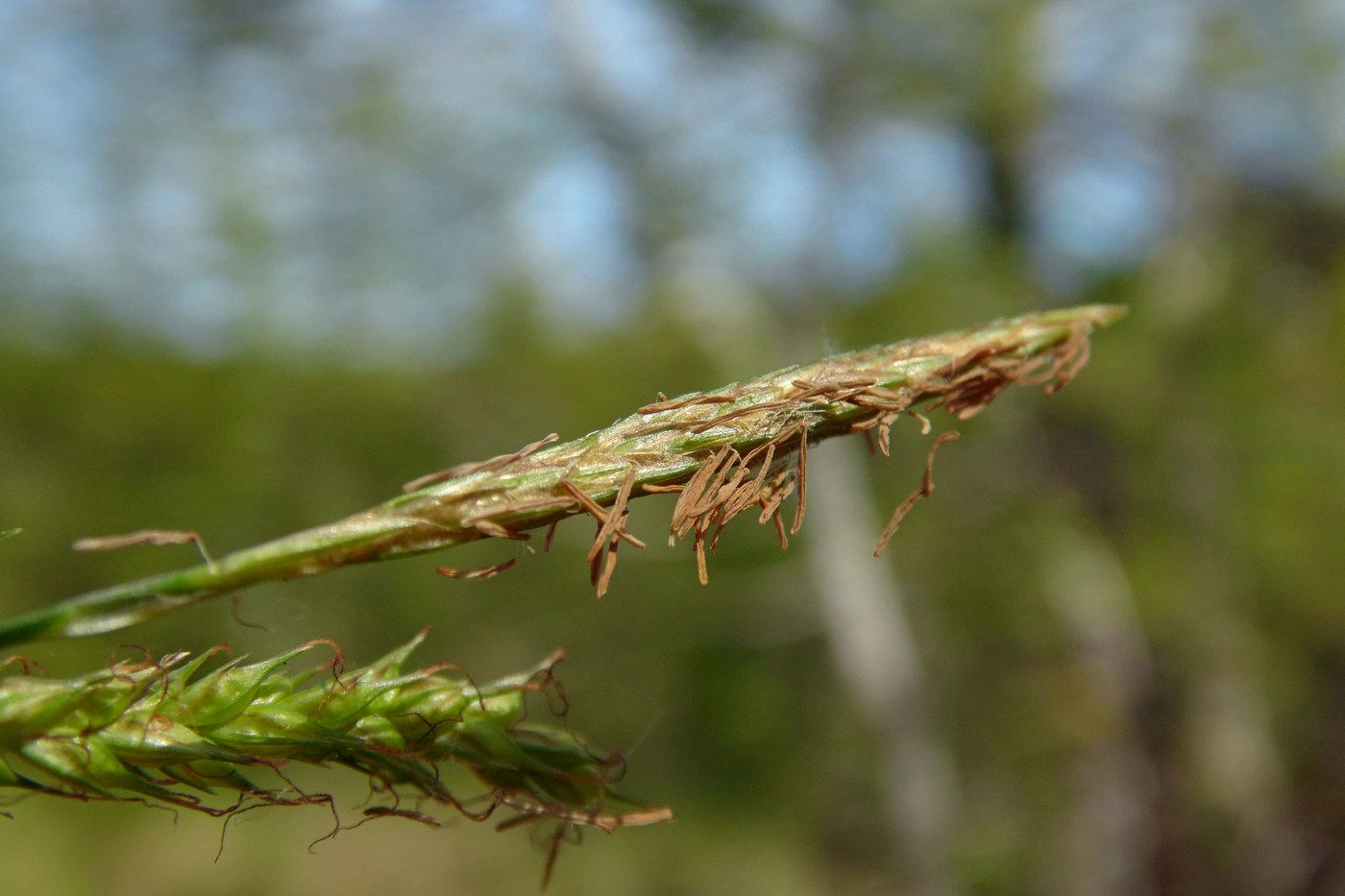 Изображение особи Carex sylvatica.