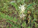 Astragalus uliginosus