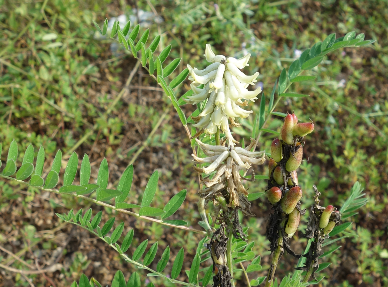 Image of Astragalus uliginosus specimen.