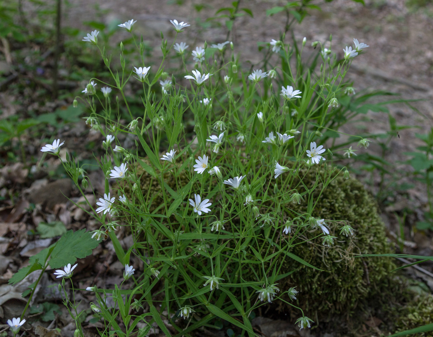 Image of Stellaria holostea specimen.