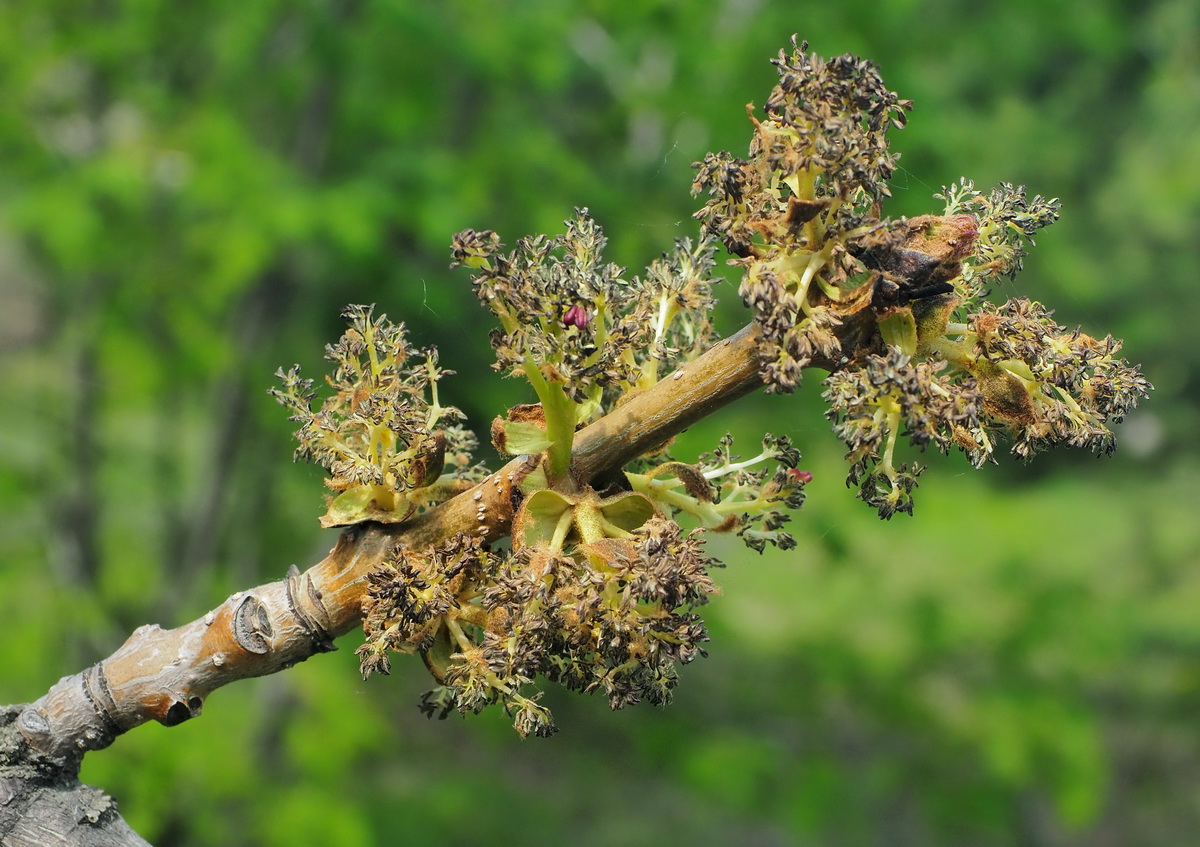 Изображение особи Fraxinus mandshurica.