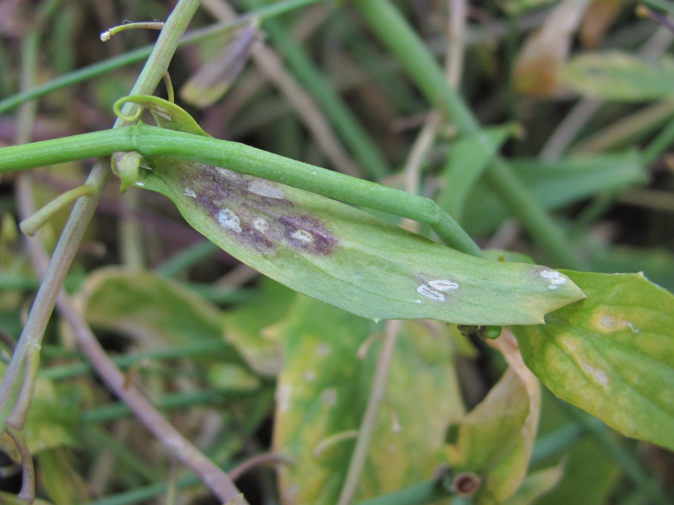 Изображение особи Calepina irregularis.