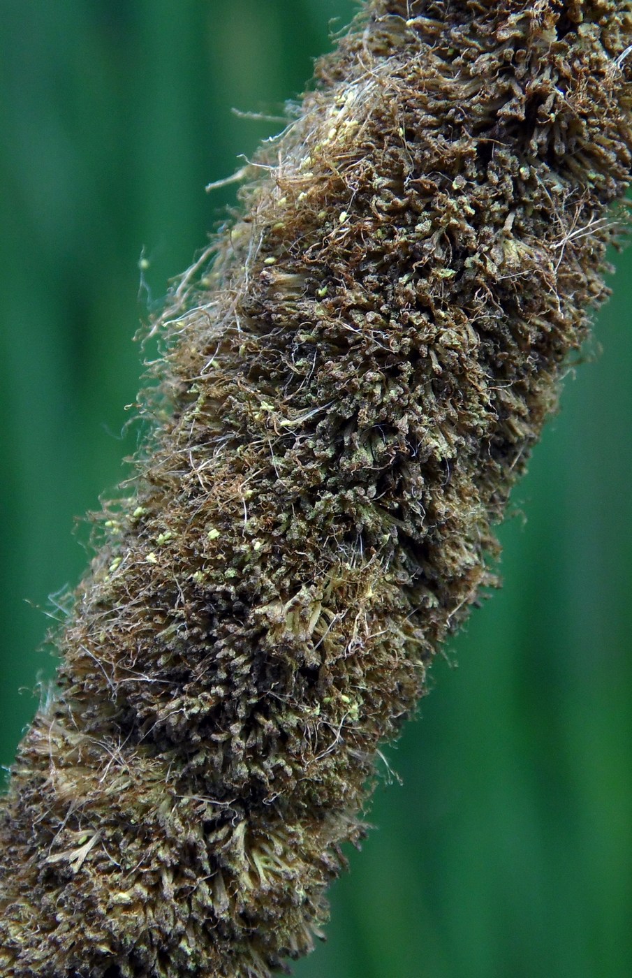 Изображение особи Typha angustifolia.