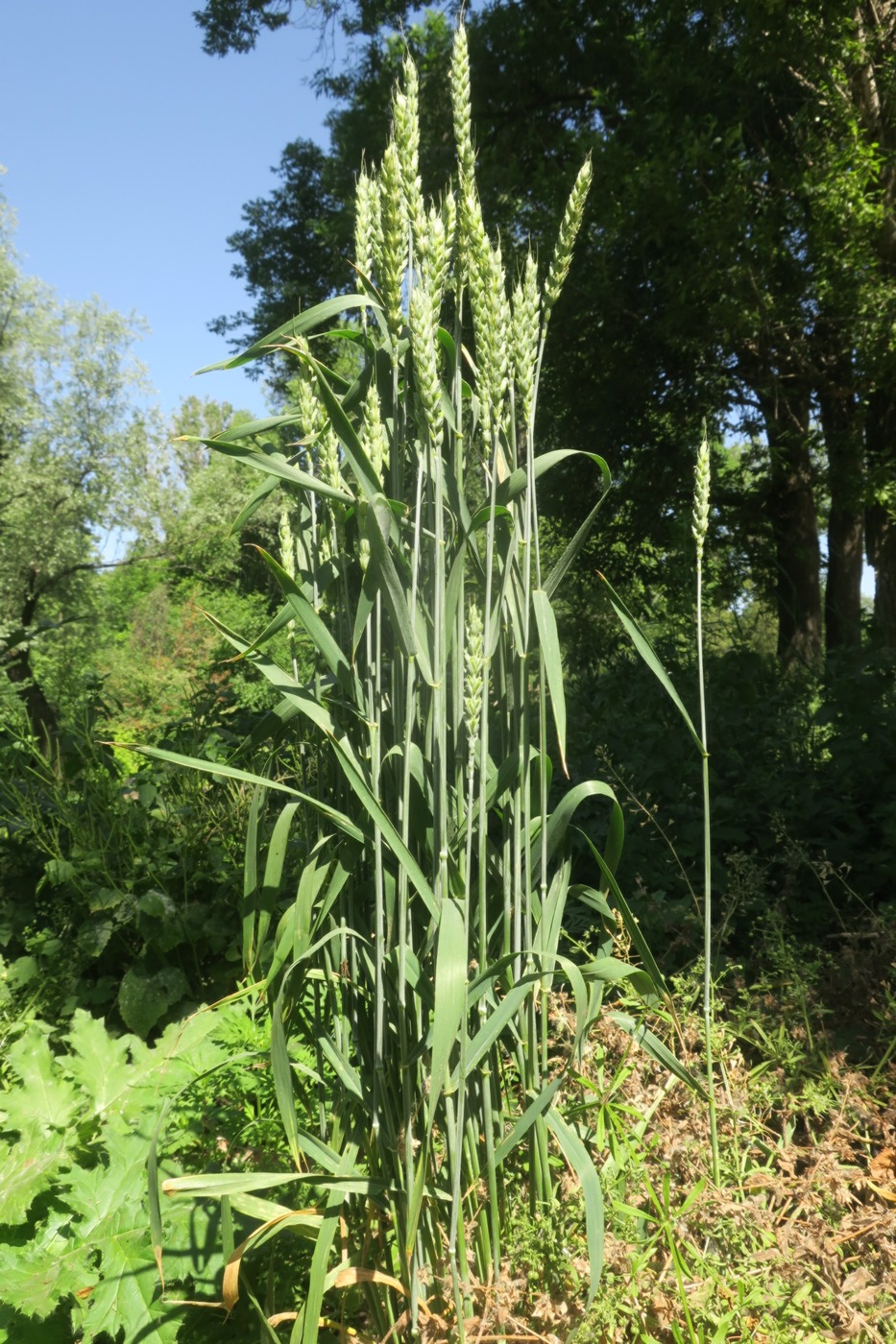 Изображение особи Triticum aestivum.