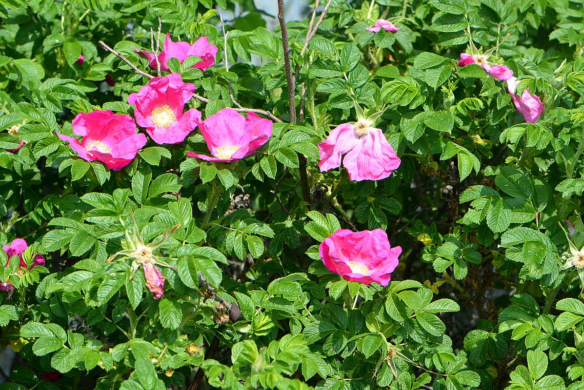 Изображение особи Rosa rugosa.