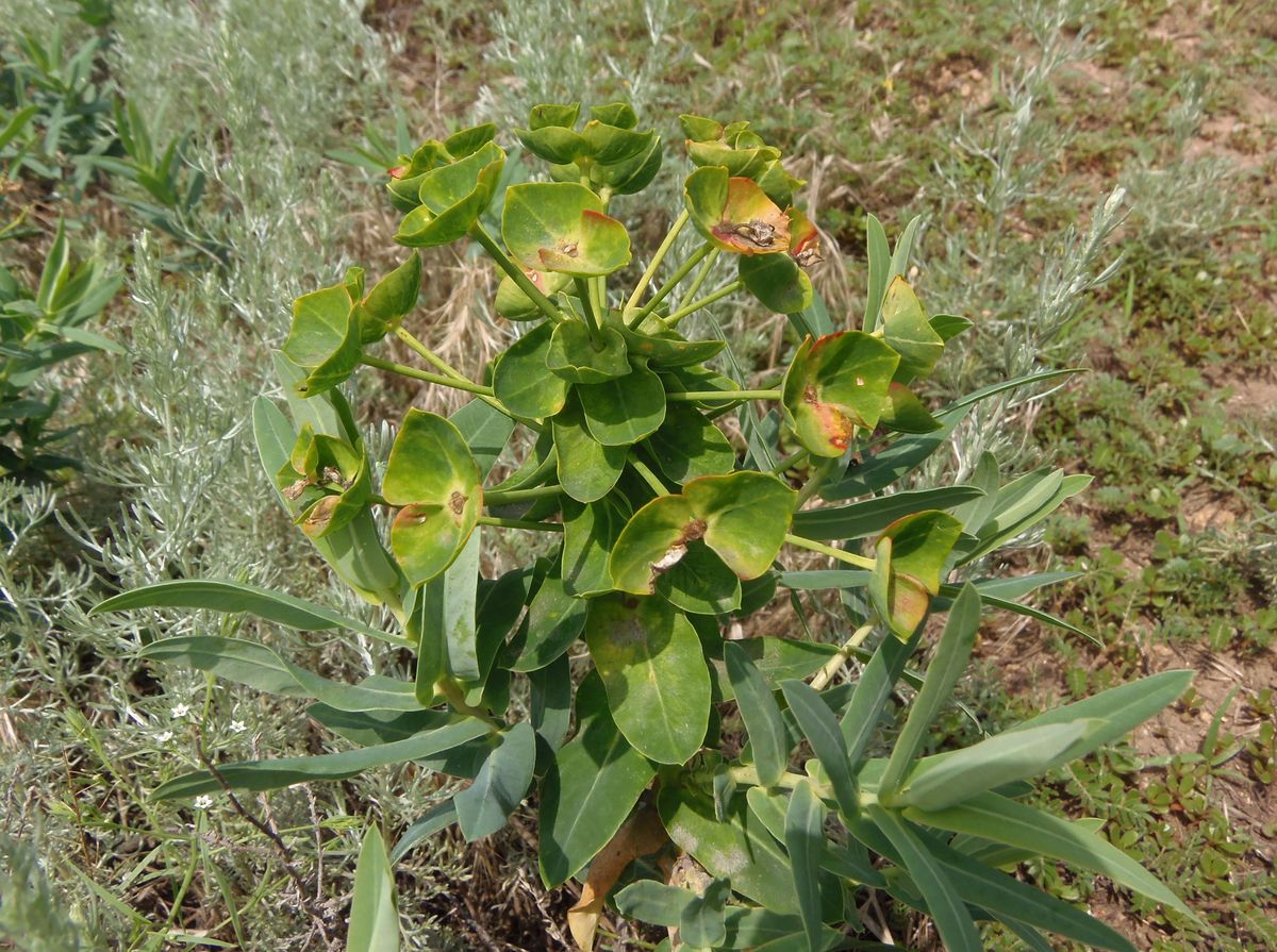 Изображение особи Euphorbia agraria.