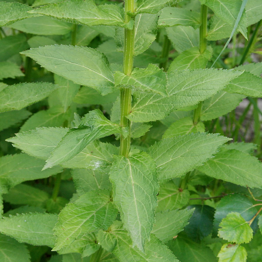 Изображение особи Gadellia lactiflora.