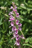 Dactylorhiza iberica. Соцветие. Крым, окр. с. Зеленогорье, ущ. р. Пананьян-Узень, пойма ручья, луг на берегу. 5 июля 2020 г.