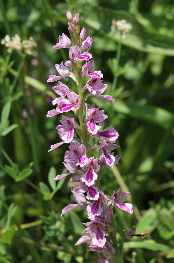 Image of Dactylorhiza iberica specimen.