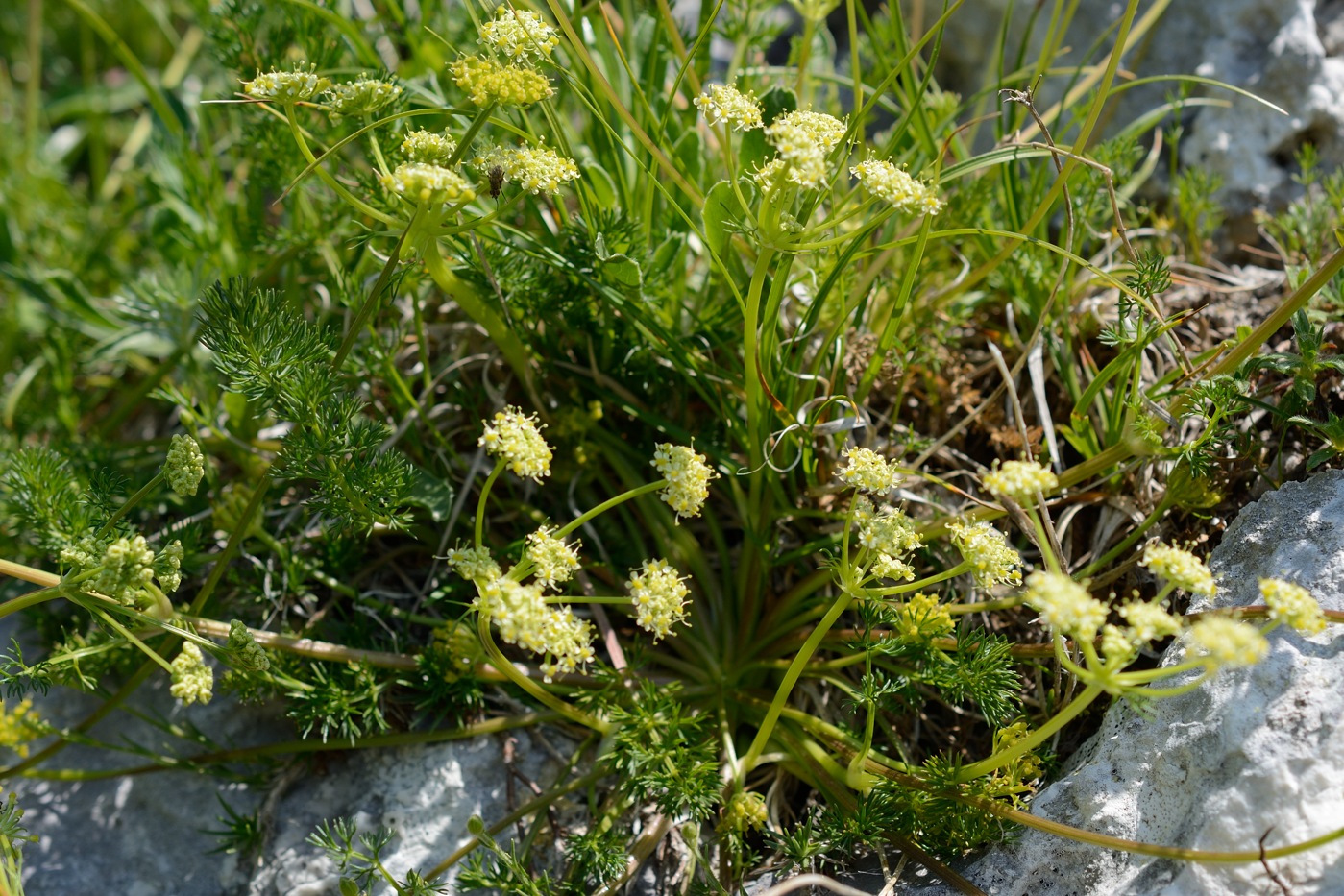 Image of Chamaesciadium acaule specimen.