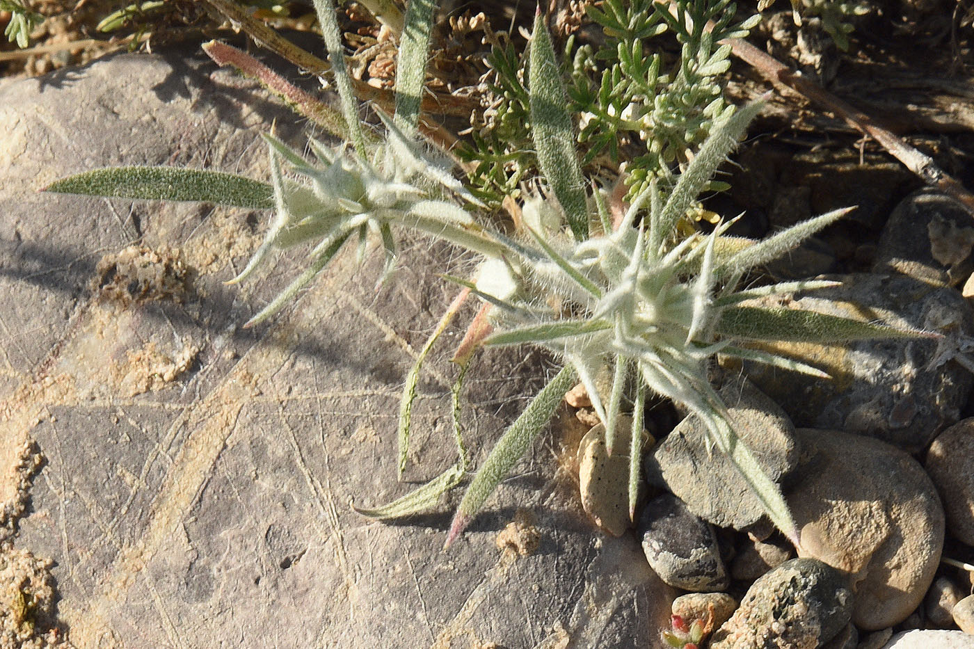 Image of Ceratocarpus utriculosus specimen.