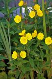 Oenothera pilosella