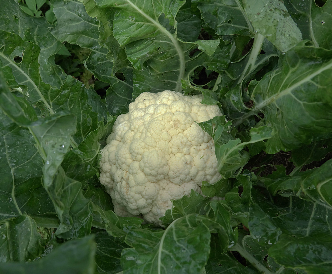 Изображение особи Brassica oleracea var. botrytis.