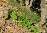 Salvia verticillata