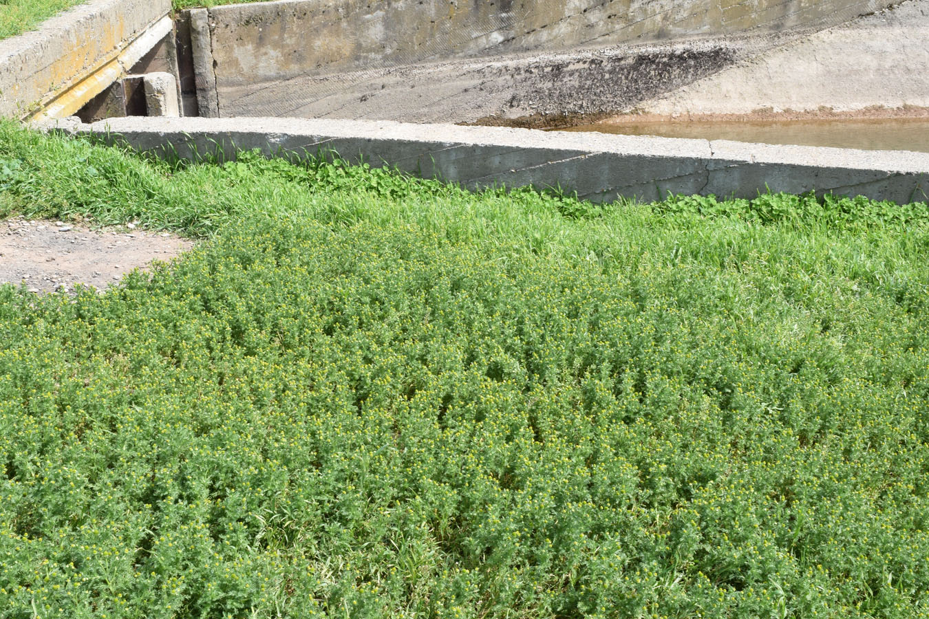 Image of Matricaria discoidea specimen.