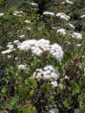 Ageratina adenophora