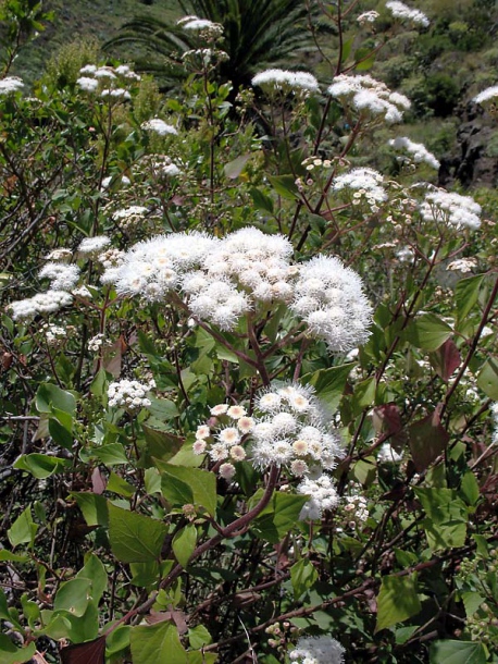 Изображение особи Ageratina adenophora.