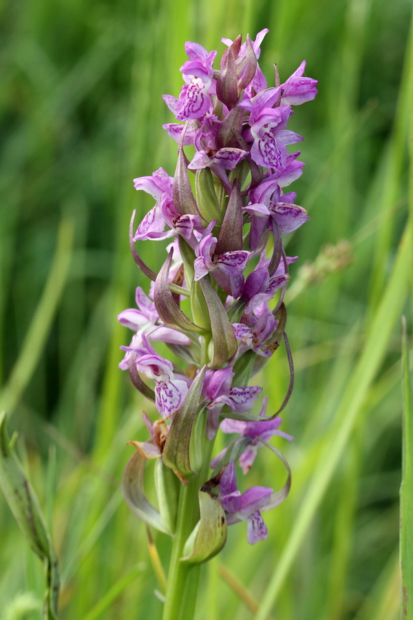 Image of Dactylorhiza incarnata specimen.