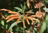 Leonotis leonurus. Верхушка побега с соцветием. Испания, автономное сообщество Каталония, провинция Жирона, комарка Баш-Эмпорда, муниципалитет Палафружель, ботанический сад \"Кап-Роч\". 08.10.2020.