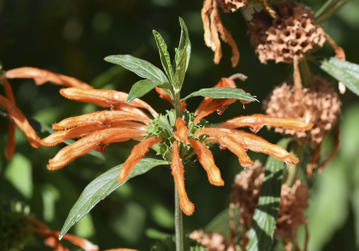 Изображение особи Leonotis leonurus.