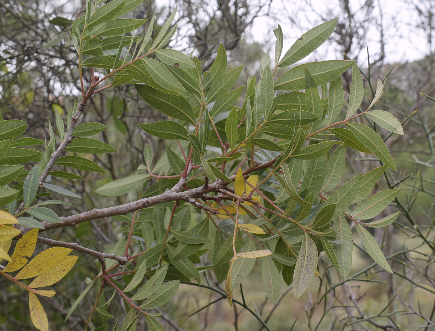 Image of Pistacia &times; saportae specimen.