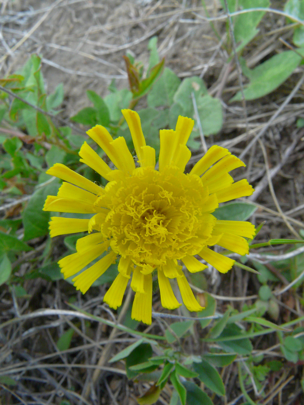 Image of genus Pilosella specimen.