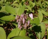 Dicentra formosa