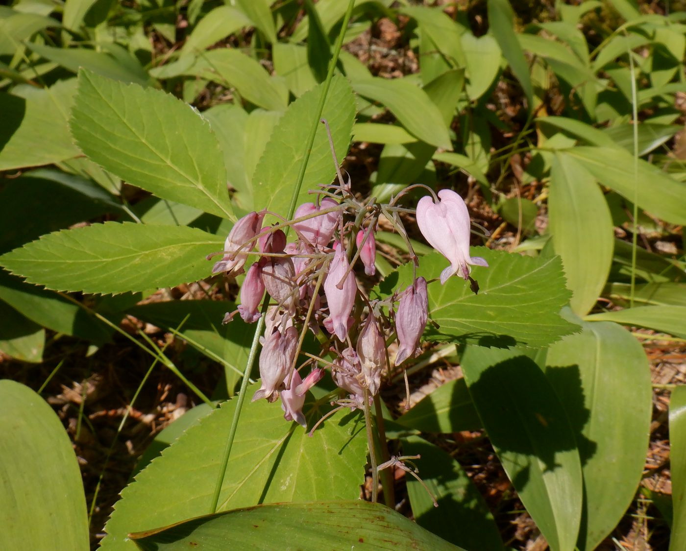 Изображение особи Dicentra formosa.