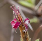 Barnadesia horrida