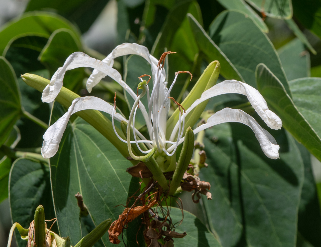 Изображение особи Bauhinia bowkeri.