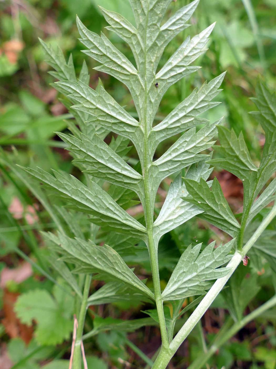 Изображение особи Pleurospermum uralense.