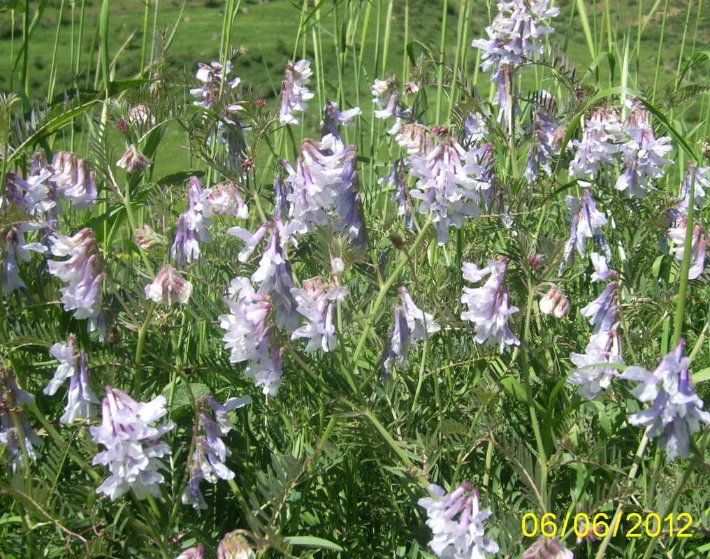 Изображение особи Vicia nissoliana.