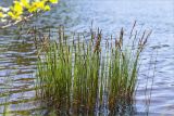 Carex elata