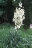 Yucca flaccida