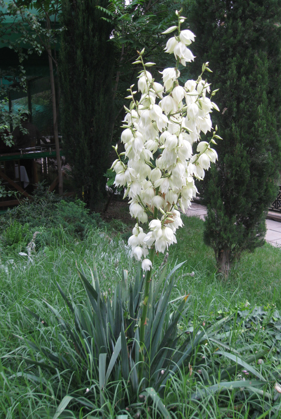 Image of Yucca flaccida specimen.